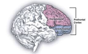 frontal lobe decision making