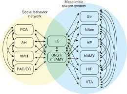 social decision making